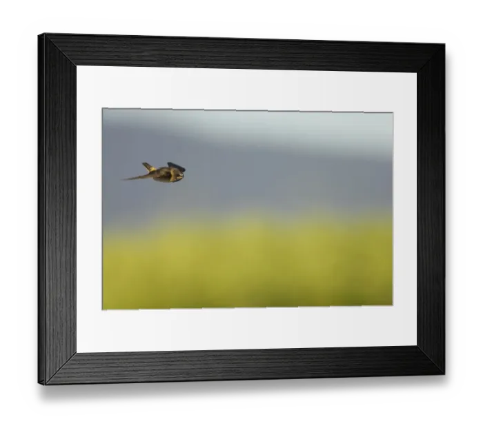 Framed Print : Cliff Swallow (Hirundo pyrrhonota) juvenile, in flight, Klamath National Wildlife Refuge, Oregon, U. S. A