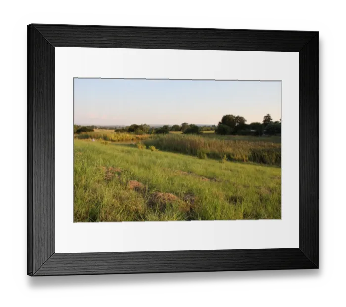 Framed Print : Barn Swallow (Hirundo rustica) winter roost site in reedbed habitat, Newcastle, KwaZulu-Natal, South Africa Framed Print : Barn Swallow (Hirundo rustica) winter roost site in reedbed habitat, Newcastle, KwaZulu-Natal, South Africa
