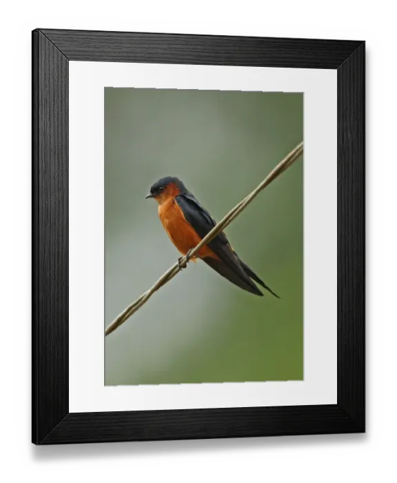 Framed Print : Ceylon Swallow (Hirundo daurica hyperythra) endemic race, adult, perched on wire, Sri Lanka, december Framed Print : Ceylon Swallow (Hirundo daurica hyperythra) endemic race, adult, perched on wire, Sri Lanka, december