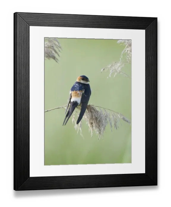 Framed Print : Red-rumped Swallow (Hirundo daurica) adult, perched on reed seedhead, Lesvos, Greece, may Framed Print : Red-rumped Swallow (Hirundo daurica) adult, perched on reed seedhead, Lesvos, Greece, may
