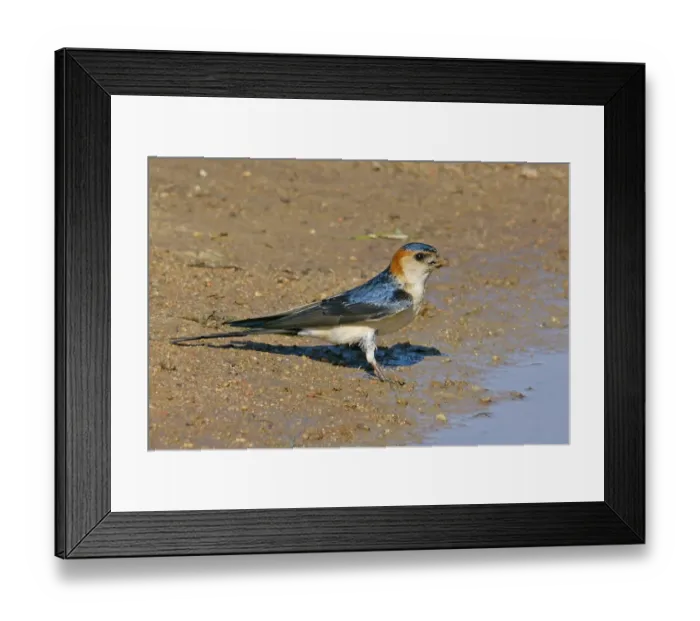 Framed Print : Red-rumped Swallow (Hirundo daurica) adult, collecting mud for nesting material, Baracina, Portalegre District, Alentejo, Portugal, april