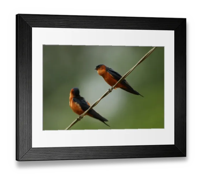 Framed Print : Ceylon Swallow (Hirundo daurica hyperythra) endemic race, two adults, one about to regurgitate pellet, perched on wire, Sri Lanka, december Framed Print : Ceylon Swallow (Hirundo daurica hyperythra) endemic race, two adults, one about to regurgitate pellet, perched on wire, Sri Lanka, december