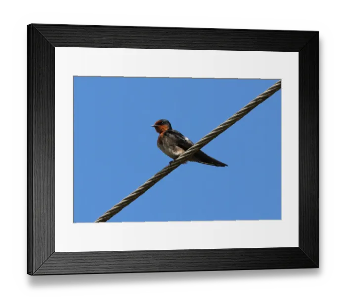 Framed Print : Pacific Swallow (Hirundo tahitica domicola) adult, perched on powerline, Sri Lanka, december Framed Print : Pacific Swallow (Hirundo tahitica domicola) adult, perched on powerline, Sri Lanka, december