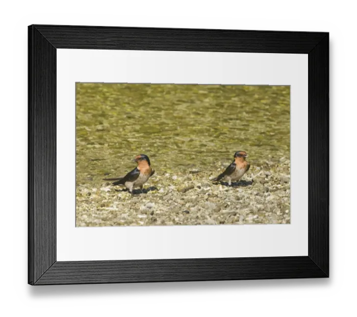 Framed Print : Pacific Swallow (Hirundo tahitica) two adults, standing on gravel at edge of water, Cebu Island, Philippines Framed Print : Pacific Swallow (Hirundo tahitica) two adults, standing on gravel at edge of water, Cebu Island, Philippines