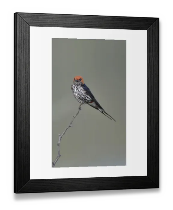 Framed Print : Lesser Striped-swallow (Hirundo abyssinica) adult, perched on twig in lowveld, Pilanesberg N. P. North West Province, South Africa Framed Print : Lesser Striped-swallow (Hirundo abyssinica) adult, perched on twig in lowveld, Pilanesberg N. P. North West Province, South Africa