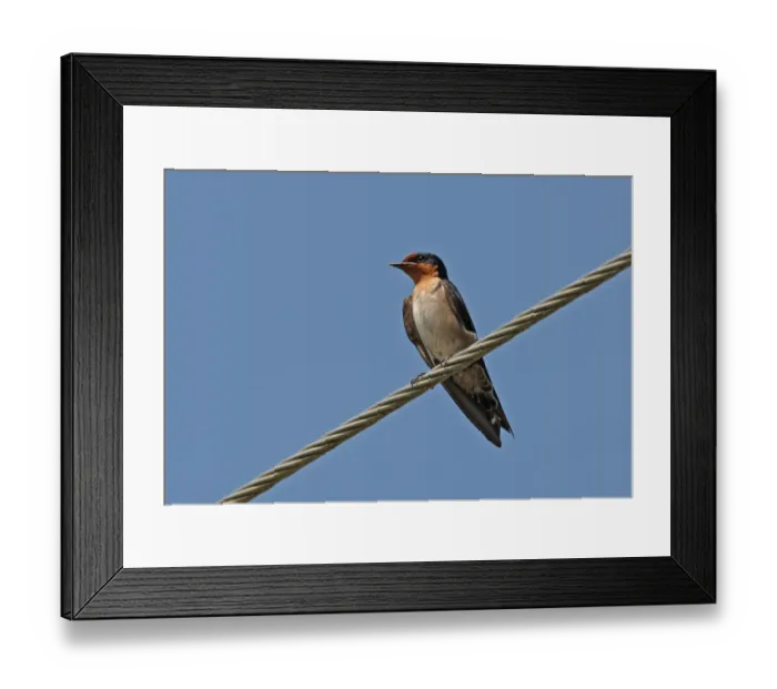 Framed Print : Pacific Swallow (Hirundo tahitica abbotti) adult, perched on overhead powerline, Ban Nai Chong, Thailand, february Framed Print : Pacific Swallow (Hirundo tahitica abbotti) adult, perched on overhead powerline, Ban Nai Chong, Thailand, february