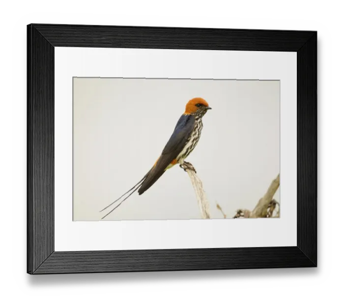 Framed Print : Lesser Striped-swallow (Hirundo abyssinica) adult, perched on stick, Ruaha N. P. Tanzania Framed Print : Lesser Striped-swallow (Hirundo abyssinica) adult, perched on stick, Ruaha N. P. Tanzania