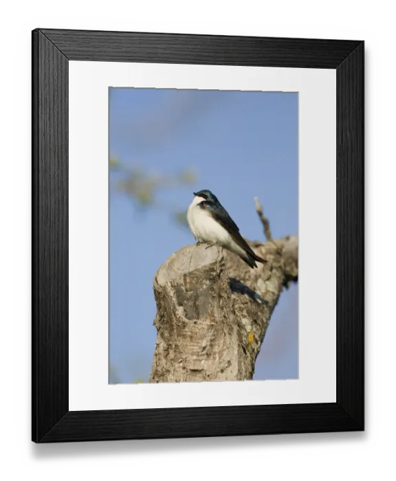 Framed Print : Tree Swallow (Tachycineta bicolor) adult male, sunbathing, perched on cut branch in morning sunshine, North Dakota, U. S. A. may