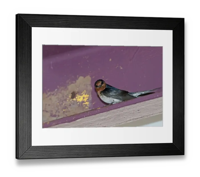 Framed Print : Welcome Swallow (Hirundo neoxena) adult, standing on building ledge, Cairns, Queensland, Australia Framed Print : Welcome Swallow (Hirundo neoxena) adult, standing on building ledge, Cairns, Queensland, Australia