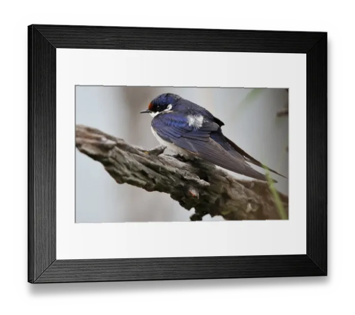 Framed Print : White-throated Swallow (Hirundo albigularis) adult, perched on branch in lowveld, Pilanesberg N. P. North West Province, South Africa