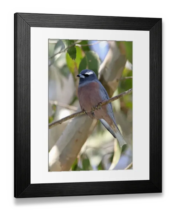 Framed Print : White-browed Woodswallow (Artamus superciliosus) adult, perched on twig, Outback, Northern Territory, Australia Framed Print : White-browed Woodswallow (Artamus superciliosus) adult, perched on twig, Outback, Northern Territory, Australia