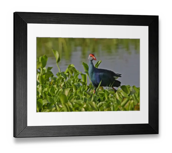 Framed Print : Purple Swamphen (Porhyrio porphyrio) adult, walking through water hyacinth at edge of water, Sri Lanka, december Framed Print : Purple Swamphen (Porhyrio porphyrio) adult, walking through water hyacinth at edge of water, Sri Lanka, december