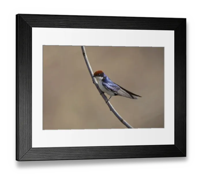 Framed Print : Wire-tailed Swallow (Hirundo smithii) adult, perched on twig, Kanha N. P. Madhya Pradesh, India Framed Print : Wire-tailed Swallow (Hirundo smithii) adult, perched on twig, Kanha N. P. Madhya Pradesh, India