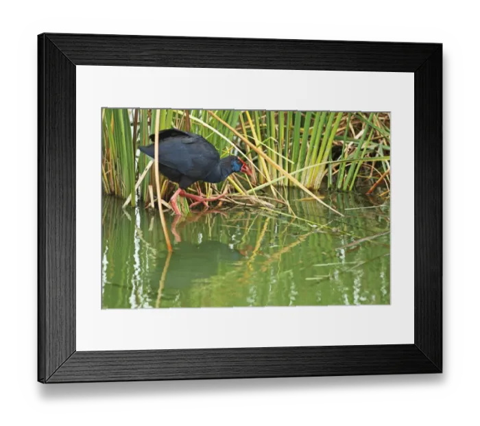 Framed Print : Purple Swamphen (Porhyrio porphyrio) adult, walking on vegetation at edge of water, Portugal, october Framed Print : Purple Swamphen (Porhyrio porphyrio) adult, walking on vegetation at edge of water, Portugal, october
