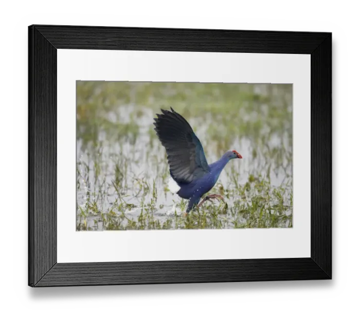 Framed Print : Purple Swamphen (Porhyrio porphyrio) adult, running in water, Keoladeo Ghana N. P. (Bharatpur), Rajasthan, India Framed Print : Purple Swamphen (Porhyrio porphyrio) adult, running in water, Keoladeo Ghana N. P. (Bharatpur), Rajasthan, India