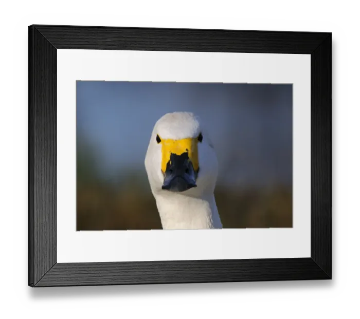 Framed Print : Bewick's Swan (Cygnus bewickii) adult, close-up of head, Slimbridge, Gloucestershire, England, december Framed Print : Bewick's Swan (Cygnus bewickii) adult, close-up of head, Slimbridge, Gloucestershire, England, december