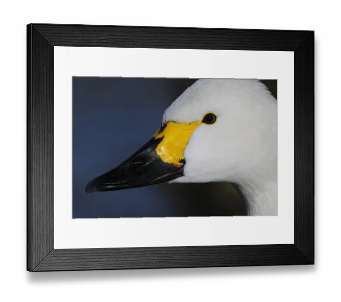Framed Print : Bewick's Swan (Cygnus bewickii) adult, close-up of head, Slimbridge, Gloucestershire, England, december Framed Print : Bewick's Swan (Cygnus bewickii) adult, close-up of head, Slimbridge, Gloucestershire, England, december