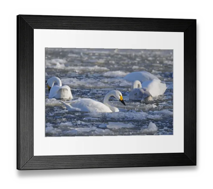 Framed Print : Bewick's Swan (Cygnus bewickii) adults, flock swimming, feeding amongst broken ice, Slimbridge, Gloucestershire, England, december Framed Print : Bewick's Swan (Cygnus bewickii) adults, flock swimming, feeding amongst broken ice, Slimbridge, Gloucestershire, England, december