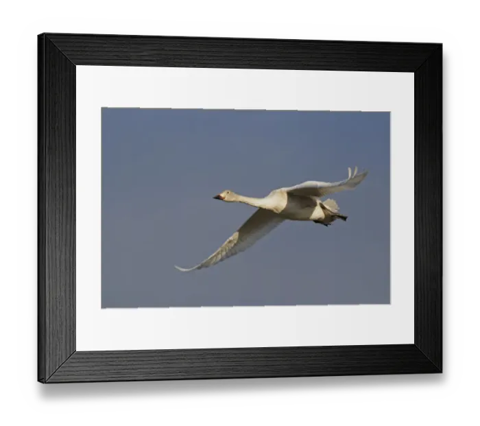 Framed Print : Bewick's Swan (Cygnus bewickii) juvenile, in flight, Slimbridge, Gloucestershire, England, december
