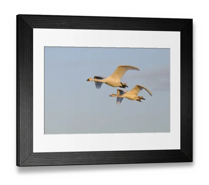 Framed Print : Bewick's Swan (Cygnus bewickii) adult and juvenile, in flight, Slimbridge, Gloucestershire, England, december Framed Print : Bewick's Swan (Cygnus bewickii) adult and juvenile, in flight, Slimbridge, Gloucestershire, England, december