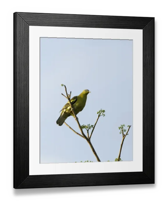 Framed Print : Philippine Green-pigeon (Treron axillaris) adult, perched on branch, Subic, Luzon Island, Philippines Framed Print : Philippine Green-pigeon (Treron axillaris) adult, perched on branch, Subic, Luzon Island, Philippines