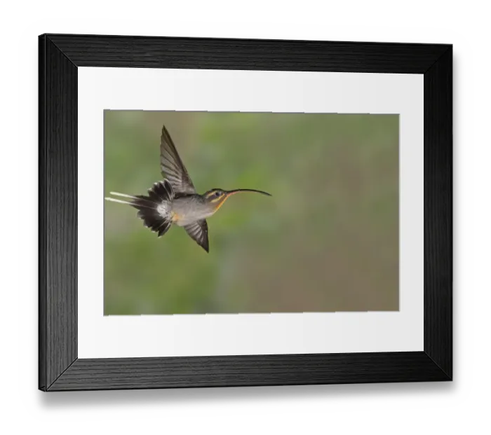 Framed Print : Green Hermit (Phaethornis guy) adult female, in flight, Costa Rica