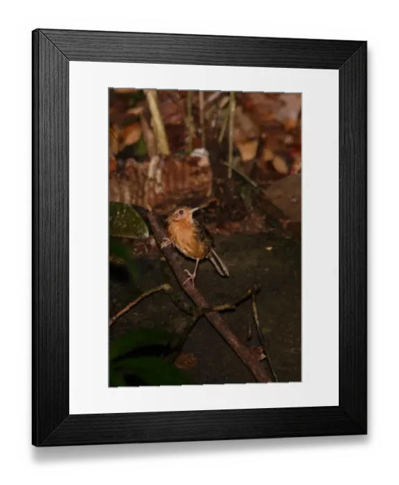 Framed Print : Brown-capped Babbler (Pellorneum fuscocapillus) adult, perched on low branch, Sri Lanka, december Framed Print : Brown-capped Babbler (Pellorneum fuscocapillus) adult, perched on low branch, Sri Lanka, december