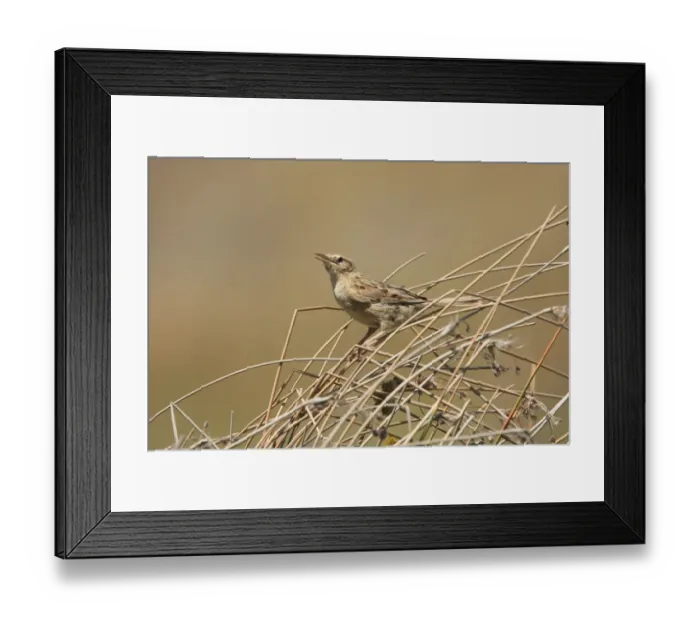 Framed Print : Hudson's Canastero (Asthenes hudsoni) adult, singing, perched on dry stems, Rincon del Cobo, Buenos Aires, Argentina, december