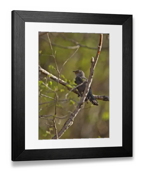 Framed Print : Oriental Cuckoo (Cuculus optatus) adult, perched on branch, Zushan Forest Park, Qinhuangdao, China, may Framed Print : Oriental Cuckoo (Cuculus optatus) adult, perched on branch, Zushan Forest Park, Qinhuangdao, China, may