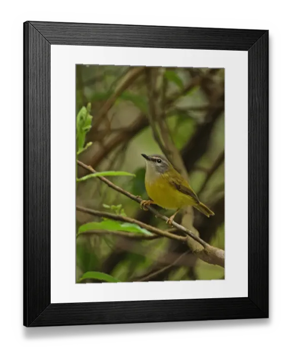 Framed Print : Yellow-bellied Warbler (Abroscopus superciliaris superciliaris) adult, perched on twig, Kaeng Krachan N. P. Thailand, november Framed Print : Yellow-bellied Warbler (Abroscopus superciliaris superciliaris) adult, perched on twig, Kaeng Krachan N. P. Thailand, november