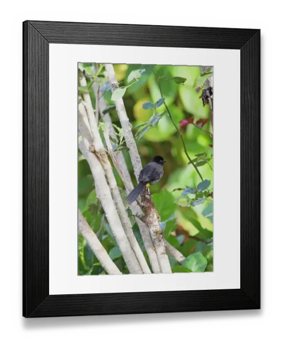 Framed Print : Yellow-thighed Finch (Pselliophorus tibialis) adult, perched on branch in tree, Costa Rica, february Framed Print : Yellow-thighed Finch (Pselliophorus tibialis) adult, perched on branch in tree, Costa Rica, february