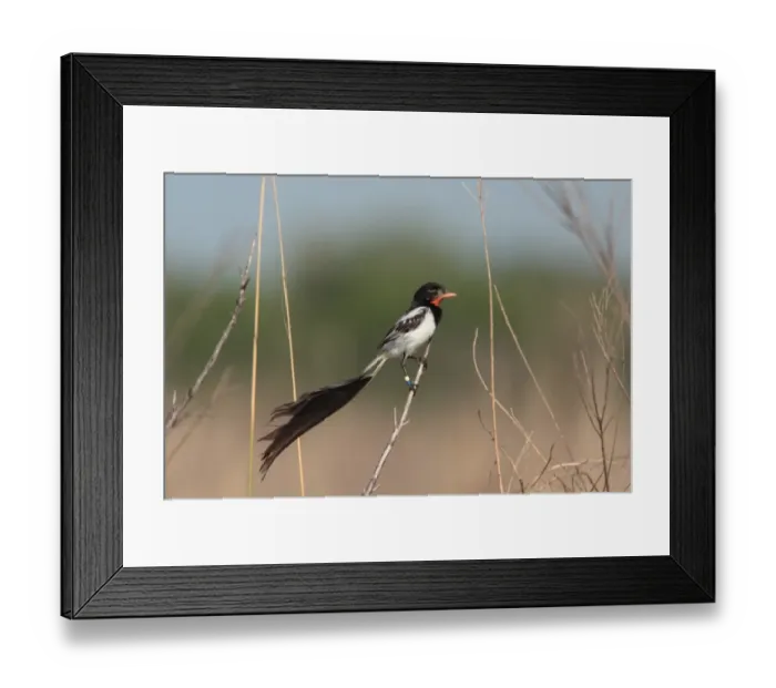 Framed Print : Strange-tailed Tyrant (Alectrurus risora) adult male, in breeding plumage, colour ringed legs for scientific study, perched on stem, El Bagual, Formosa, Argentina, october Framed Print : Strange-tailed Tyrant (Alectrurus risora) adult male, in breeding plumage, colour ringed legs for scientific study, perched on stem, El Bagual, Formosa, Argentina, october