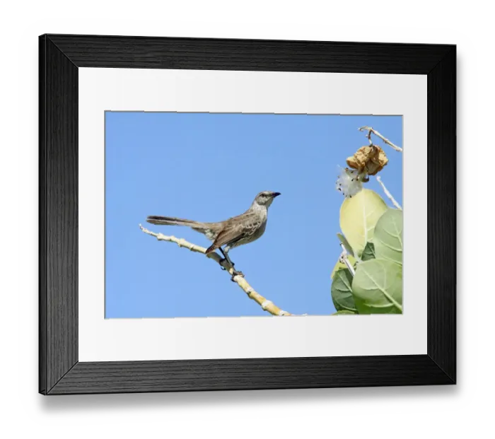 Framed Print : Bahama Mockingbird (Mimus gundlachii) adult, perched on seagrape stem, Turks and Caicos Islands Framed Print : Bahama Mockingbird (Mimus gundlachii) adult, perched on seagrape stem, Turks and Caicos Islands