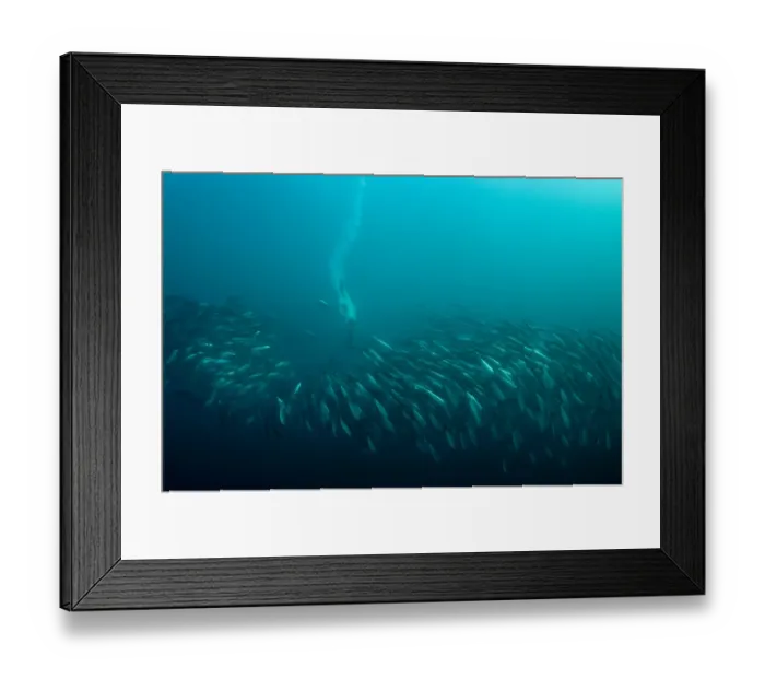 Framed Print : Cape Gannet (Morus capensis) adult, diving underwater and feeding on baitball school of small bait fish, offshore Port St. Johns, Wild Coast, Eastern Cape (Transkei), South Africa Framed Print : Cape Gannet (Morus capensis) adult, diving underwater and feeding on baitball school of small bait fish, offshore Port St. Johns, Wild Coast, Eastern Cape (Transkei), South Africa
