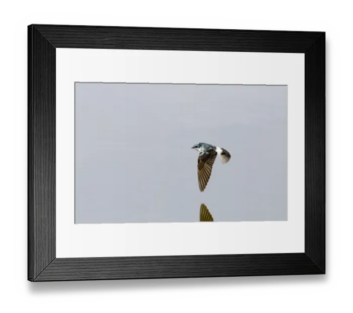 Framed Print : Mangrove Swallow (Tachycineta albilinea albilinea) adult, in flight over water, Peten, Guatemala
