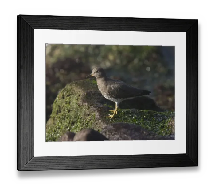 Framed Print : Surfbird (Aphriza virgata) adult, winter plumage, foraging on rocks at tideline, California, U. S. A. november