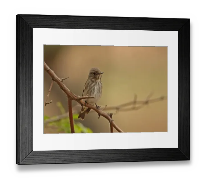 Framed Print : Dark-sided Flycatcher (Muscicapa sibirica) adult, perched on twig, Hebei, China, may Framed Print : Dark-sided Flycatcher (Muscicapa sibirica) adult, perched on twig, Hebei, China, may