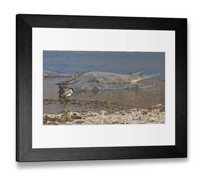 Framed Print : River Lapwing (Vanellus duvaucelii) adult, standing near Gharials (Gavialis gangeticus) at edge of water, Chambal River, Rajasthan, India, january Framed Print : River Lapwing (Vanellus duvaucelii) adult, standing near Gharials (Gavialis gangeticus) at edge of water, Chambal River, Rajasthan, India, january