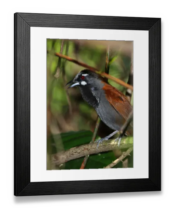 Framed Print : Black-throated Babbler (Stachyris nigricollis) adult, calling, perched on branch, Krung Ching Waterfall, Thailand, february Framed Print : Black-throated Babbler (Stachyris nigricollis) adult, calling, perched on branch, Krung Ching Waterfall, Thailand, february