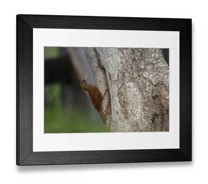 Framed Print : Red-billed Scythebill (Campylorhamphus trochilirostris) adult, foraging on tree trunk, Pantanal, Mato Grosso, Brazil Framed Print : Red-billed Scythebill (Campylorhamphus trochilirostris) adult, foraging on tree trunk, Pantanal, Mato Grosso, Brazil