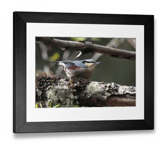 Framed Print : Chestnut-vented Nuthatch (Sitta nagaensis) adult, perched on lichen covered branch, Yunnan, China, may Framed Print : Chestnut-vented Nuthatch (Sitta nagaensis) adult, perched on lichen covered branch, Yunnan, China, may