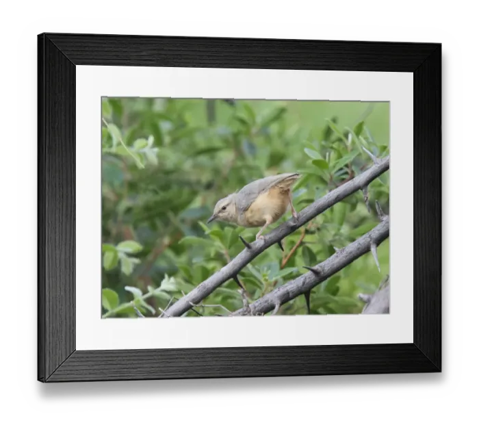 Framed Print : Long-billed Crombec (Sylvietta rufescens) adult, perched on branch in thorn bush, Okavango Delta, Botswana Framed Print : Long-billed Crombec (Sylvietta rufescens) adult, perched on branch in thorn bush, Okavango Delta, Botswana