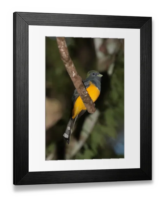 Framed Print : Black-throated Trogon (Trogon rufus chrysochloros) adult, perched on branch, Iguazu N. P. Misiones, Argentina, april Framed Print : Black-throated Trogon (Trogon rufus chrysochloros) adult, perched on branch, Iguazu N. P. Misiones, Argentina, april