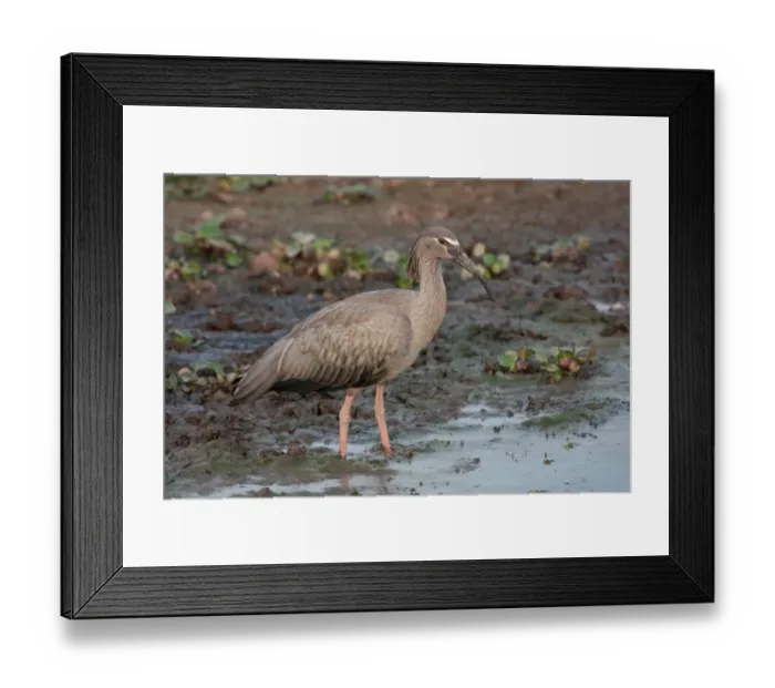 Framed Print : Plumbeous Ibis (Theristicus caerulescens) adult, standing in shallow water, Porto Jofre, Mato Grosso, Brazil, september Framed Print : Plumbeous Ibis (Theristicus caerulescens) adult, standing in shallow water, Porto Jofre, Mato Grosso, Brazil, september