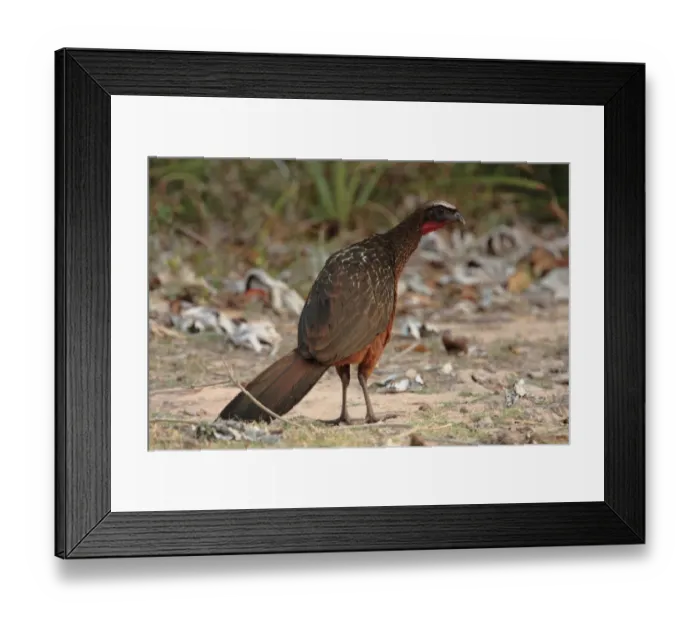 Framed Print : Chestnut-bellied Guan (Penelope ochrogaster) adult, standing on ground, Transpantaneira, Mato Grosso, Brazil, september