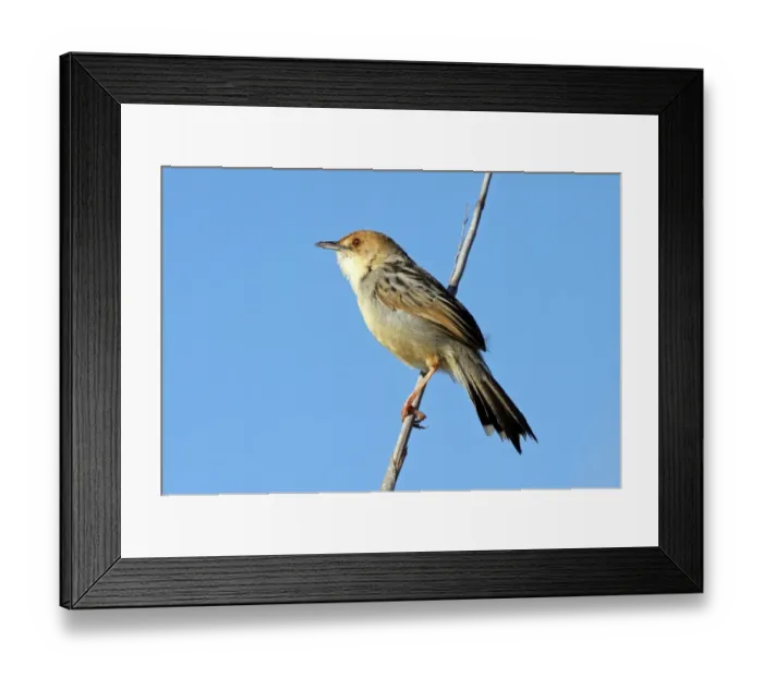 Framed Print : Chirping Cisticola (Cisticola pipiens) adult, perched on stem, Okavango Delta, Botswana