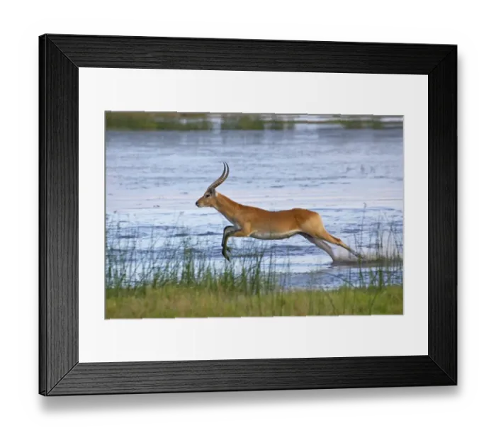Framed Print : Red Lechwe (Kobus leche leche) adult male, running and jumping in wetland, Okavango Delta, Botswana Framed Print : Red Lechwe (Kobus leche leche) adult male, running and jumping in wetland, Okavango Delta, Botswana