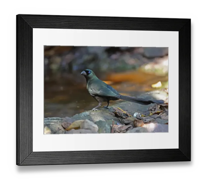 Framed Print : Racket-tailed Treepie (Crypsirina temia) adult, standing at edge of forest pool, Kaeng Krachan N. P. Thailand, february Framed Print : Racket-tailed Treepie (Crypsirina temia) adult, standing at edge of forest pool, Kaeng Krachan N. P. Thailand, february