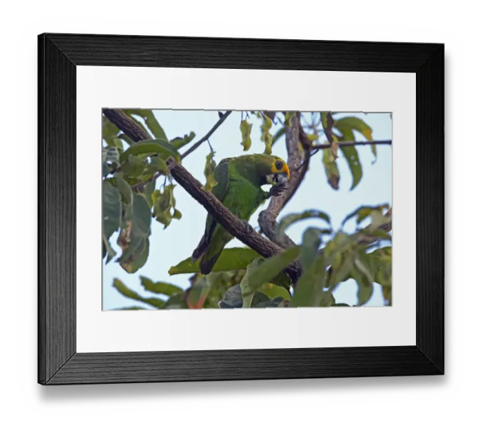 Framed Print : Yellow-fronted Parrot (Poicephalus flavifrons) adult, feeding, perched on branch, near Yabello, Oromia, Ethiopia Framed Print : Yellow-fronted Parrot (Poicephalus flavifrons) adult, feeding, perched on branch, near Yabello, Oromia, Ethiopia