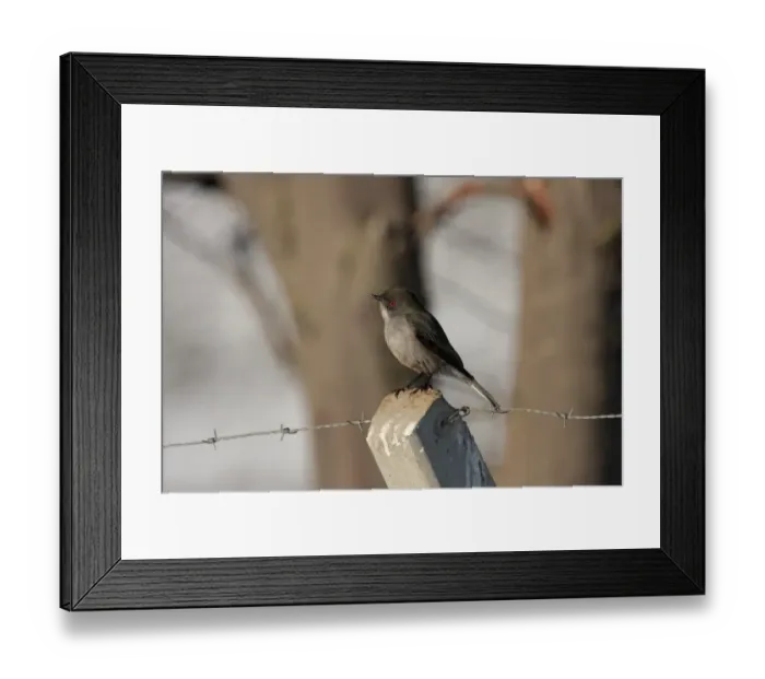 Framed Print : Fire-eyed Diucon (Xolmis pyrope) adult, perched on fencepost, Ushuaia, Tierra del Fuego, Argentina, august Framed Print : Fire-eyed Diucon (Xolmis pyrope) adult, perched on fencepost, Ushuaia, Tierra del Fuego, Argentina, august